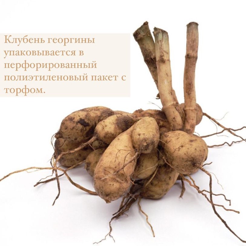 Георгина Шило Ноэль